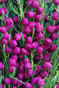 Plum Bells Boronia (Boronia Plum)