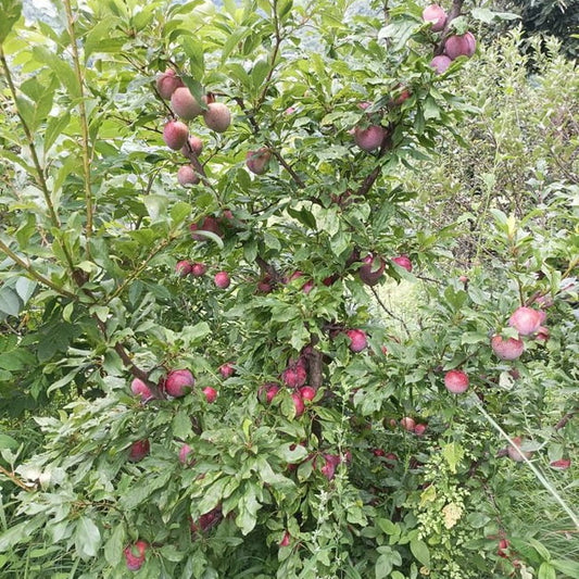Dwarf Plum 'Mariposa'