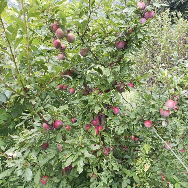 Plum 'Mariposa'