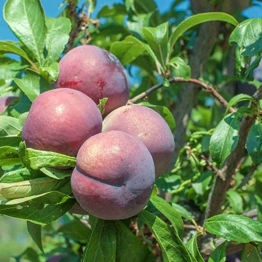 Plum 'Mariposa' - Ladybird Nursery