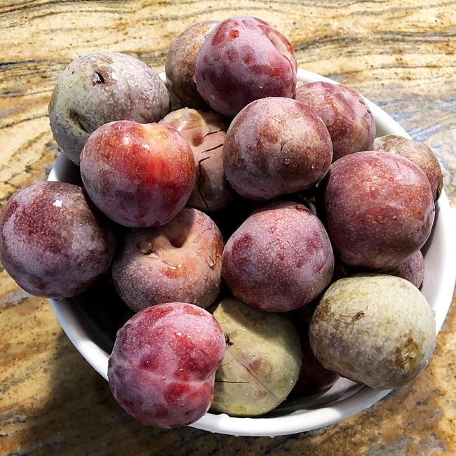 Dwarf Plum 'Mariposa'