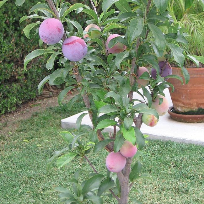 Plum 'Yarrahapinni Blood' - Ladybird Nursery