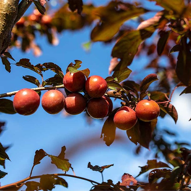Plum 'Yarrahapinni Blood' - Ladybird Nursery