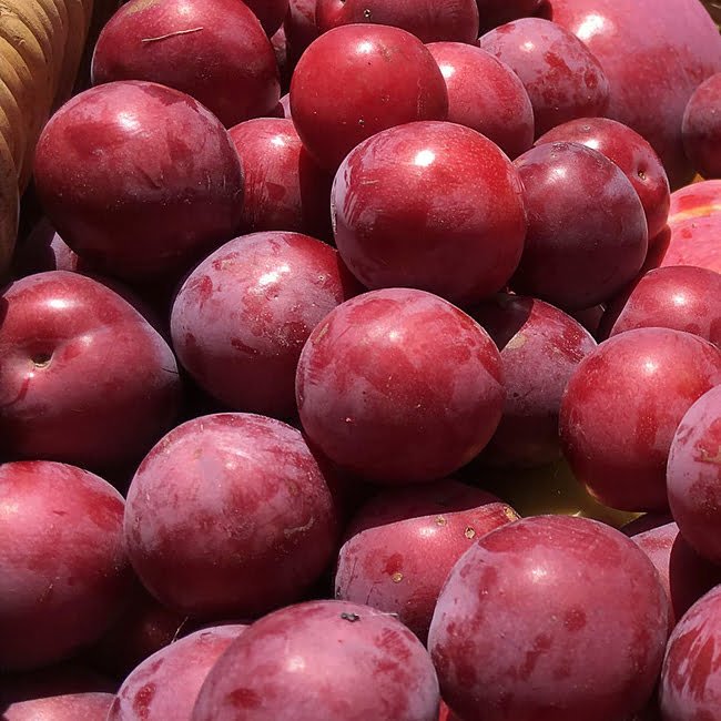 Plum 'Yarrahapinni Blood' - Ladybird Nursery