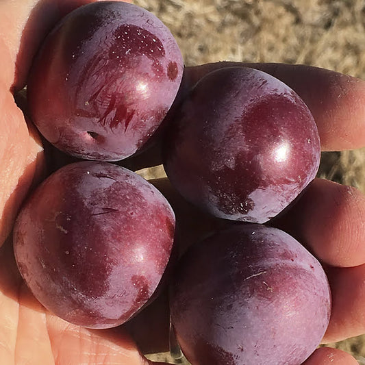 Plum 'Yarrahapinni Blood' - Ladybird Nursery
