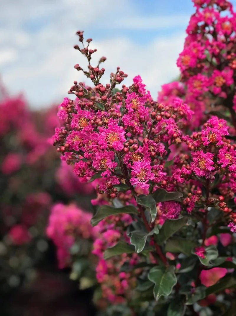 Crepe Myrtle Plum Magic (Lagerstroemia indica) - Ladybird Nursery