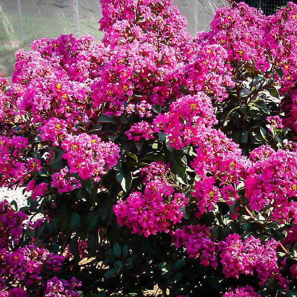 Crepe Myrtle Plum Magic (Lagerstroemia indica) - Ladybird Nursery