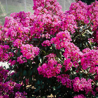Crepe Myrtle Plum Magic (Lagerstroemia indica) - Ladybird Nursery