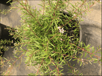 Grevillea 'Pink Midget' groundcover - Ladybird Nursery