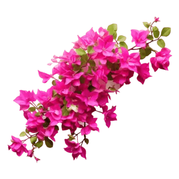 Bougainvillea Treasure (Bougainvillea glabra) - Ladybird Nursery