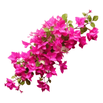 Bougainvillea Treasure (Bougainvillea glabra)