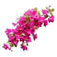 Bougainvillea Treasure (Bougainvillea glabra)