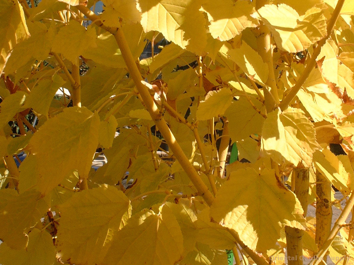 Redvein Maple Winter Gold (Acer rufinerve)