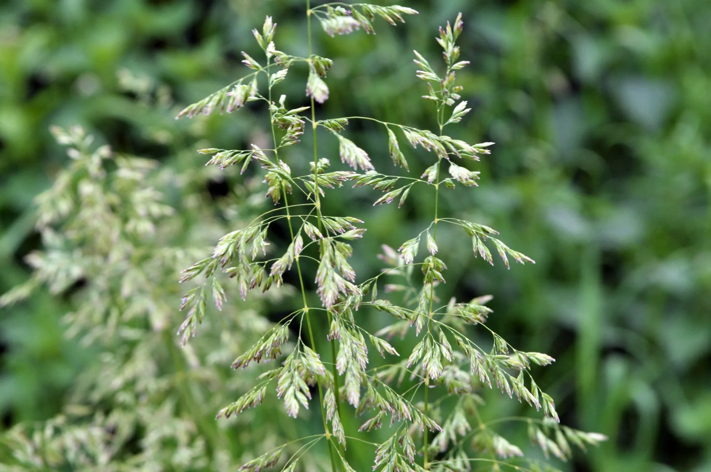 Common Tussock Grass (Poa labillardieri)
