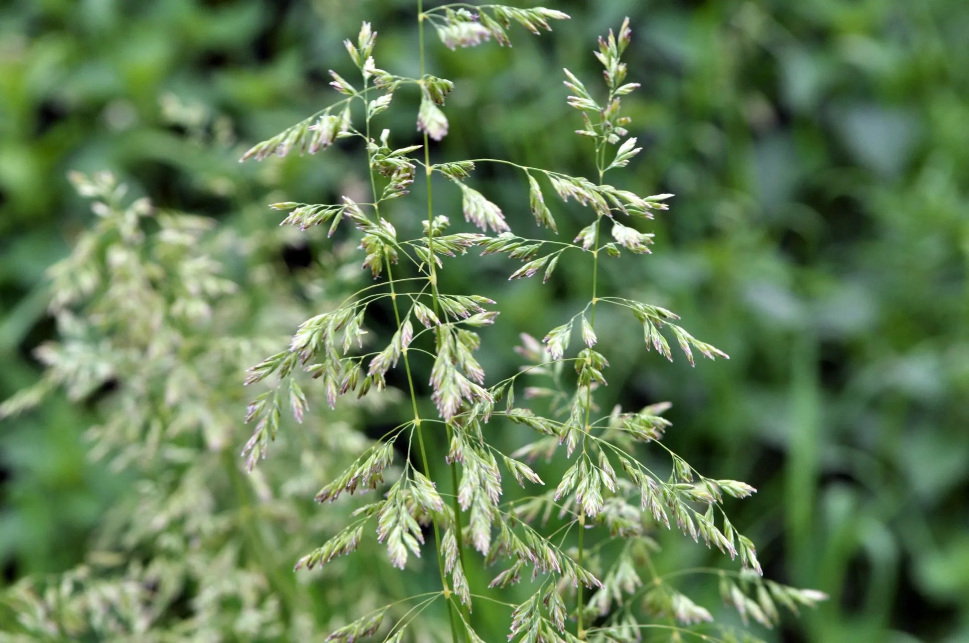 Common Tussock Grass (Poa labillardieri)