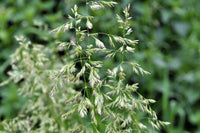 Common Tussock Grass (Poa labillardieri)