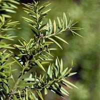 Totara (Podocarpus totara) - Ladybird Nursery
