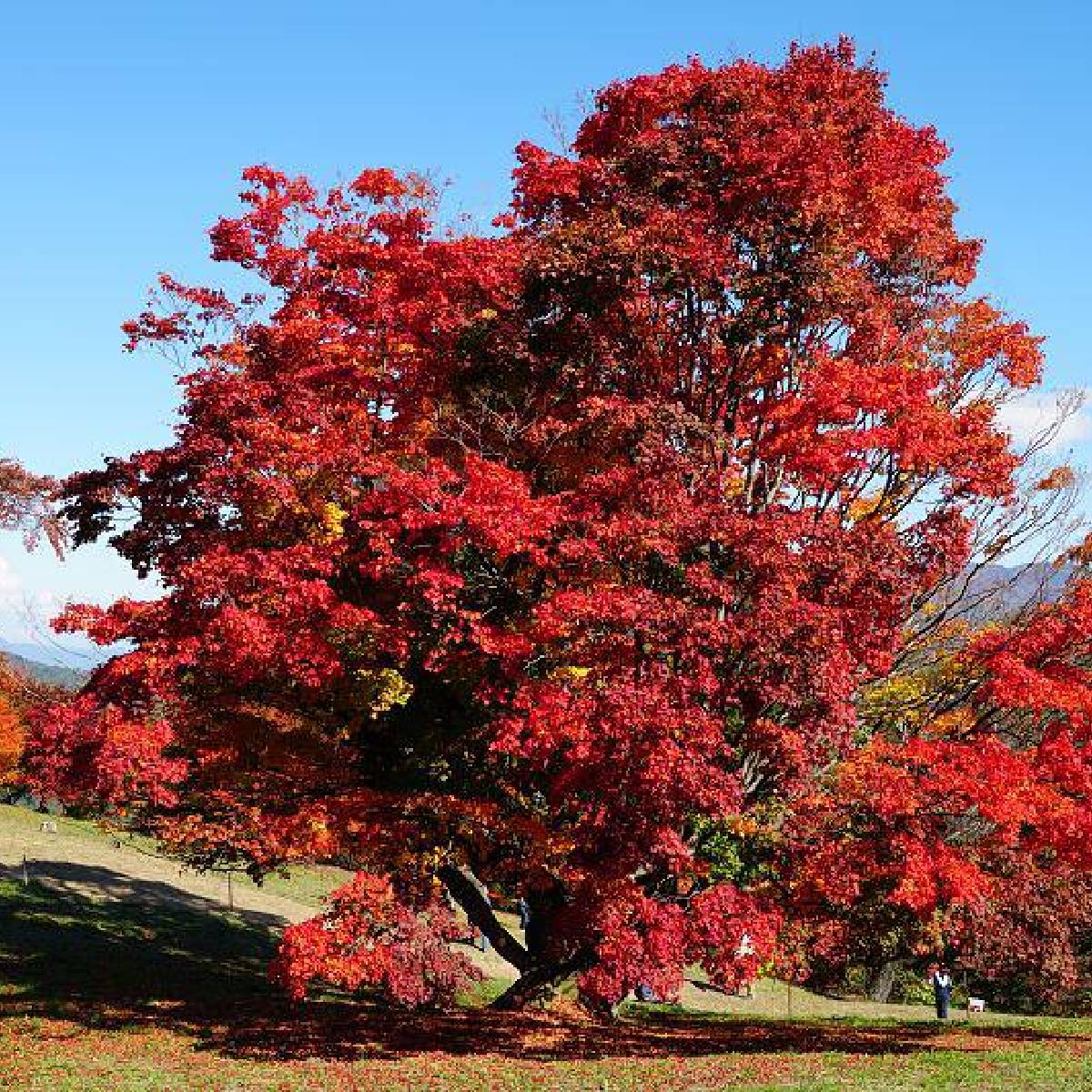 Tatarian Maple Ginnala Flame (Acer tartaricum) - Ladybird Nursery