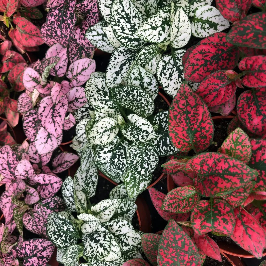 Polka Dot Plant Mix (Hypoestes spp.) - Ladybird Nursery