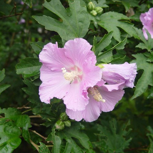 Hibiscus Petite Pink - Ladybird Nursery
