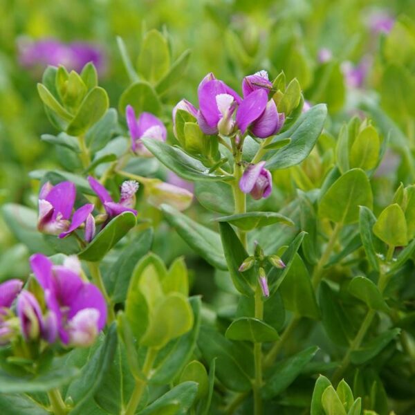 Sweet Pea Shrub 'Little Bibi' (Polygala)