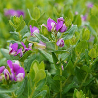 Sweet Pea Shrub 'Little Bibi' (Polygala)