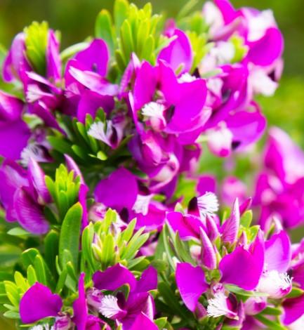 Sweet Pea Shrub 'Little Bibi' (Polygala)