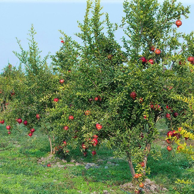 Pomegranate Azerbaijani - Ladybird Nursery