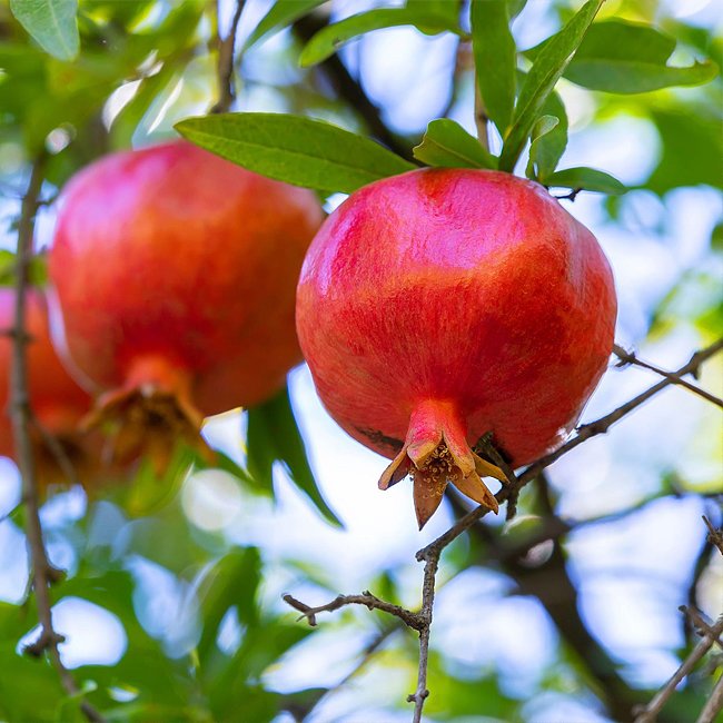 Pomegranate Azerbaijani