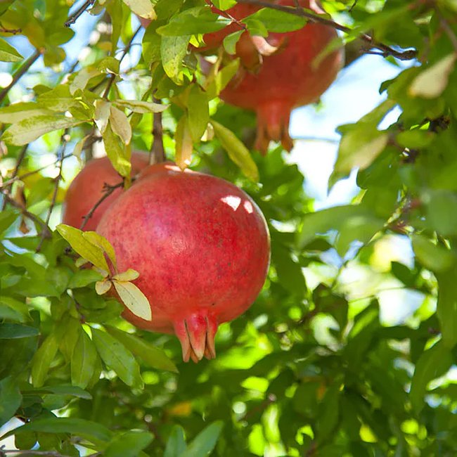 Pomegranate Ben Hur