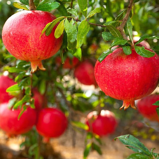Pomegranate Griffith Red