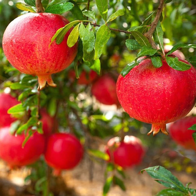 Griffith Red Pomegranate Fruit Tree – Buy Now! – Ladybird Nursery