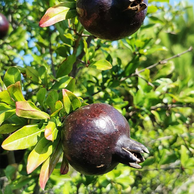 Pomegranate Black - Ladybird Nursery