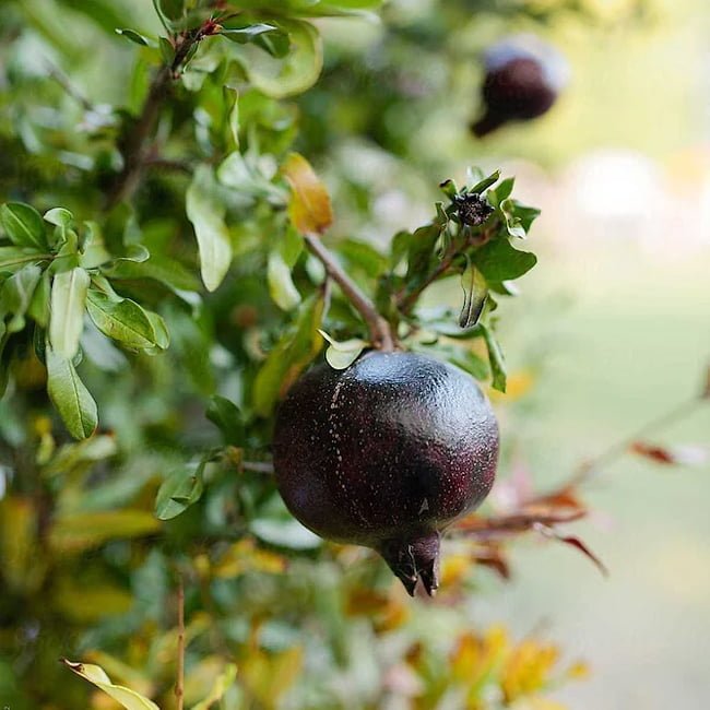 Pomegranate Black - Ladybird Nursery