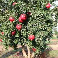 Pomegranate Wonderful