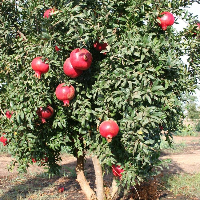 Pomegranate Wonderful - Ladybird Nursery