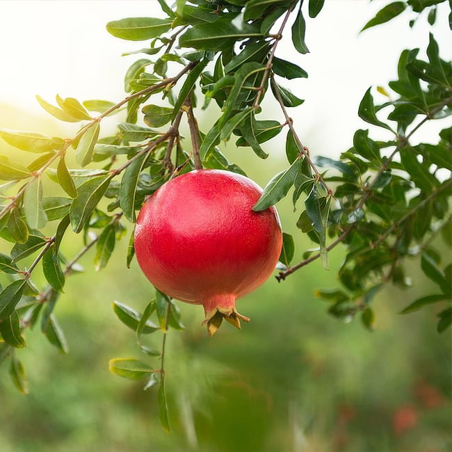 Pomegranate Wonderful - Ladybird Nursery