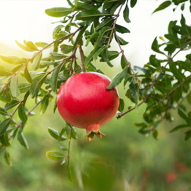Pomegranate Wonderful