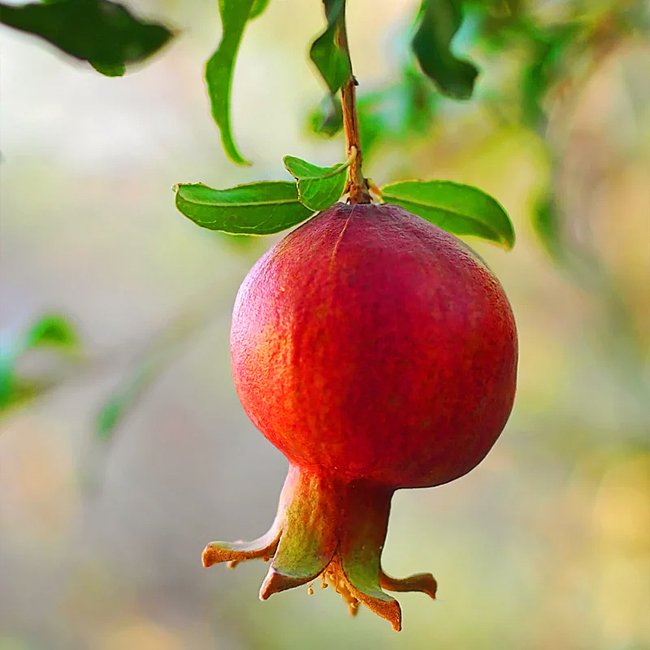 Pomegranate Cypress hill