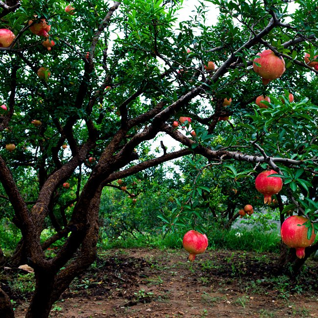 Pomegranate Gayusha Rosavaya