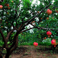 Pomegranate Gayusha Rosavaya