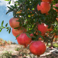 Pomegranate Gayusha Rosavaya