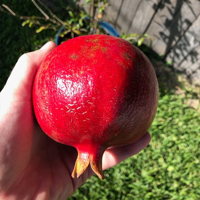 Pomegranate Gayusha Rosavaya