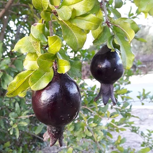 Pomegranate Midnight Velvet - Ladybird Nursery