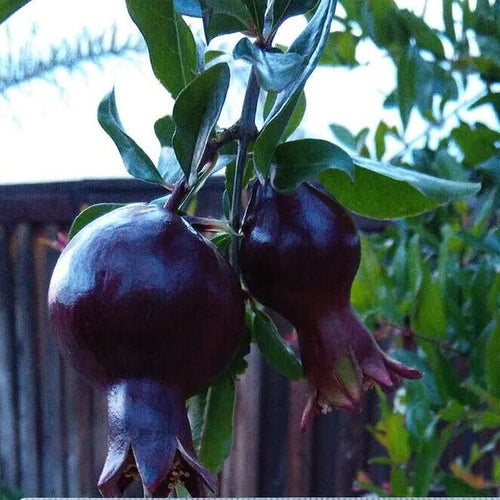 Pomegranate Midnight Velvet - Ladybird Nursery