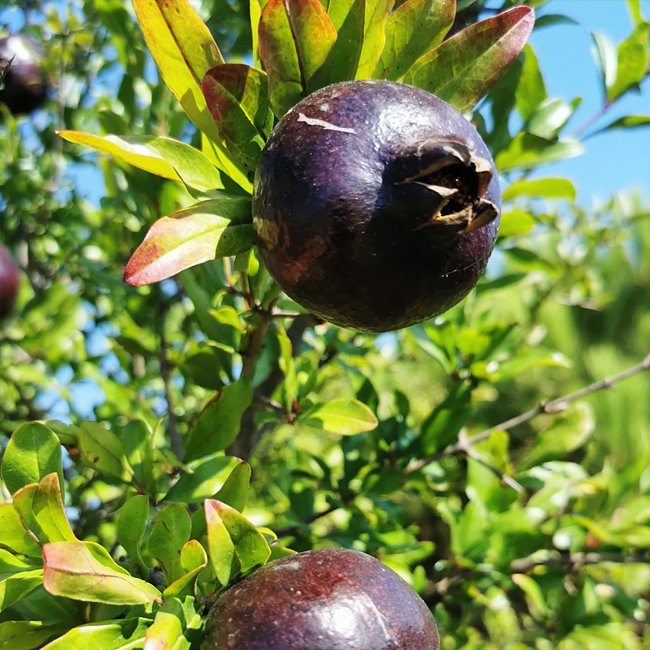 Pomegranate Midnight Velvet - Ladybird Nursery