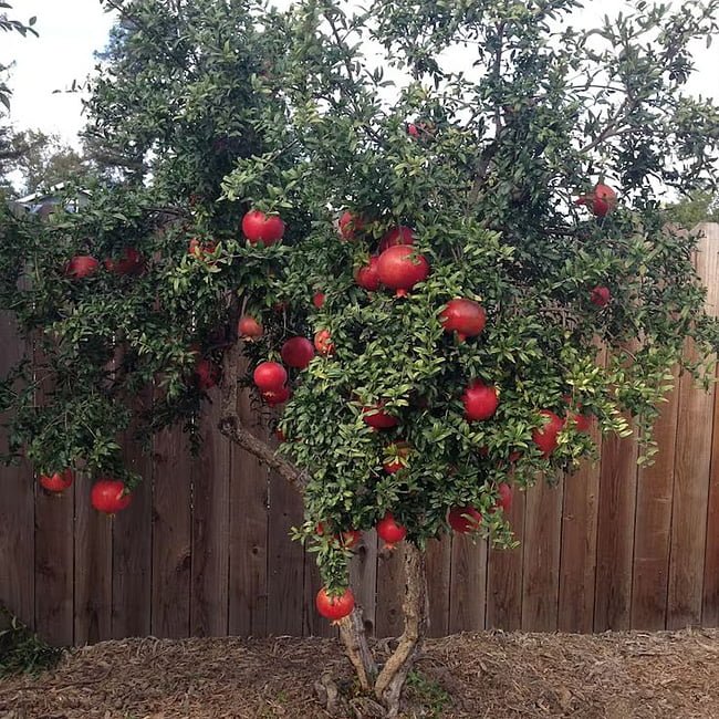 Pomegranate Red Velvet - Ladybird Nursery