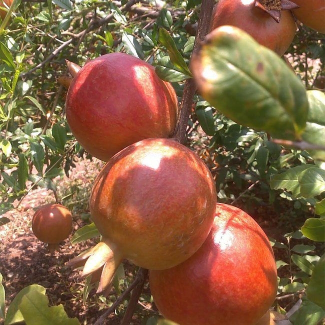 Pomegranate Sheperd's Special