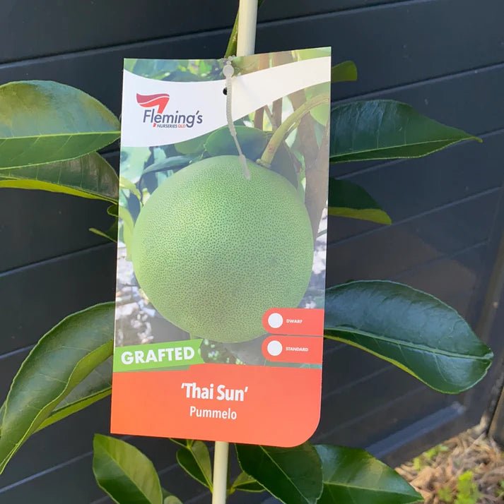 Thai Sun Pomelo (QLD Only) - Ladybird Nursery