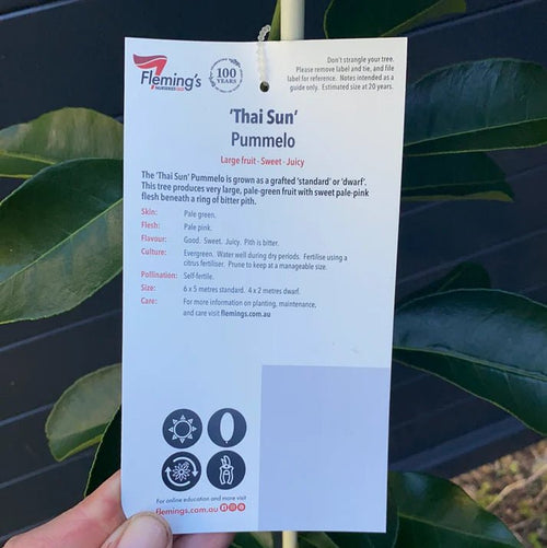 Thai Sun Pomelo (QLD Only) - Ladybird Nursery